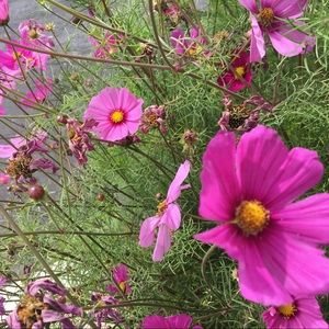 Meet your Posher, Diane